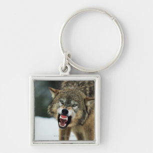 Llavero Lobo gris del gruñido