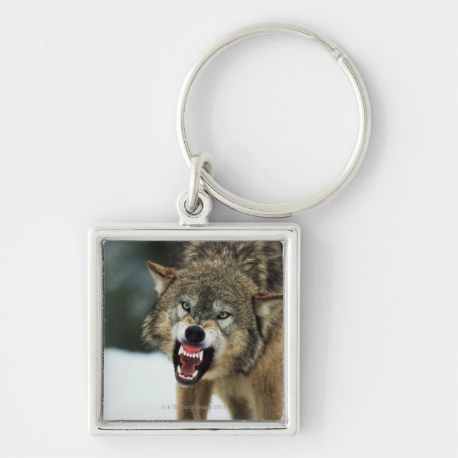 Llavero Lobo gris del gruñido (Frente)