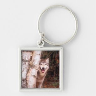 Llavero Lobo gris detrás de un árbol