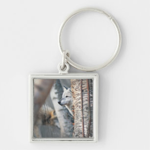 Llavero Lobo gris detrás del árbol