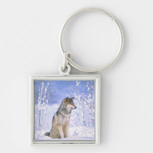 Llavero Lobo gris sentado en la nieve, Canis lupus,