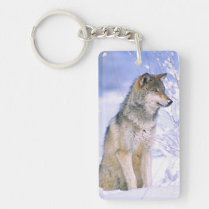 Llavero Lobo gris sentado en la nieve, Canis lupus,