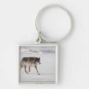 Llavero Lobo que corre en la nieve