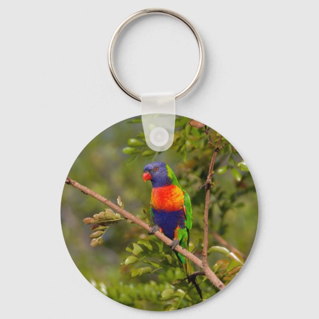 Llavero Lorikeet arcoiris (Anverso)