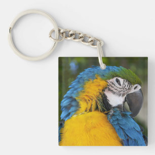 Llavero Loro Azul Y Oro