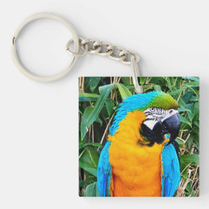 Llavero Loro de macao azul y amarillo