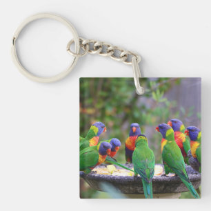 Llavero Loros Loros Llorones Arcoíris Coloridos Comiendo