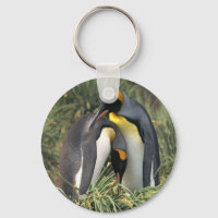 Los amantes de los pingüinos del rey