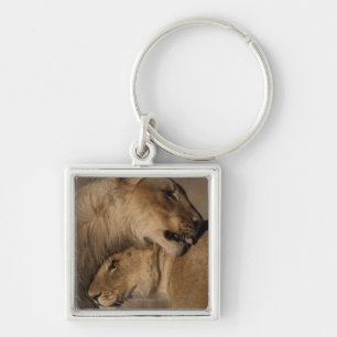 Llavero Los leones (Panthera leo) emparejan la