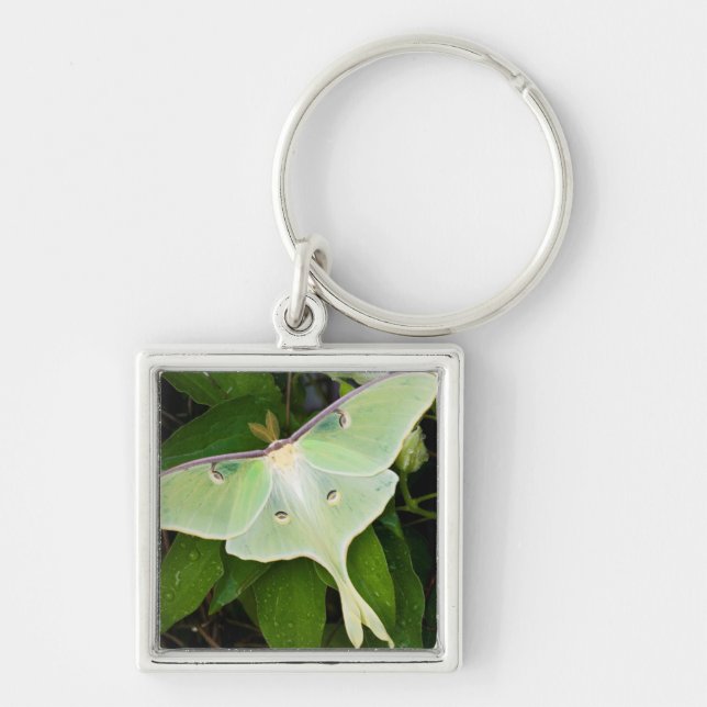 Llavero Luna Moth en Carnaby Clematis (Frente)