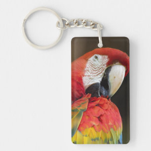 Llavero Macaw