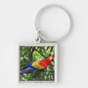 Llavero Macaw del escarlata en el miembro de árbol