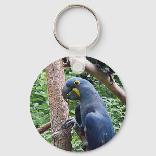 Llavero Macaw del jacinto