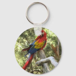 Llavero Macaw Parrot Keychain