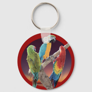 Llavero Macaw Parrots