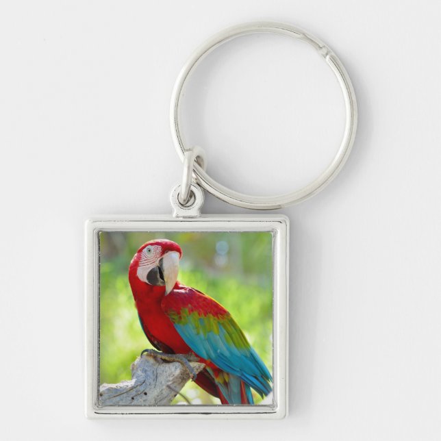 Llavero Macaw que se sienta en rama (Frente)