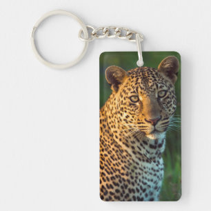 Llavero Macho de leopardo (Panthera Pardus) cachorro adult