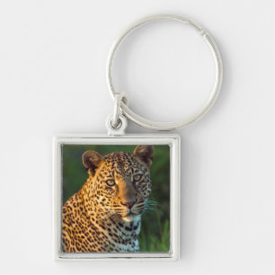 Llavero Macho Leopardo (Panthera Pardus) Cachorro Adulto