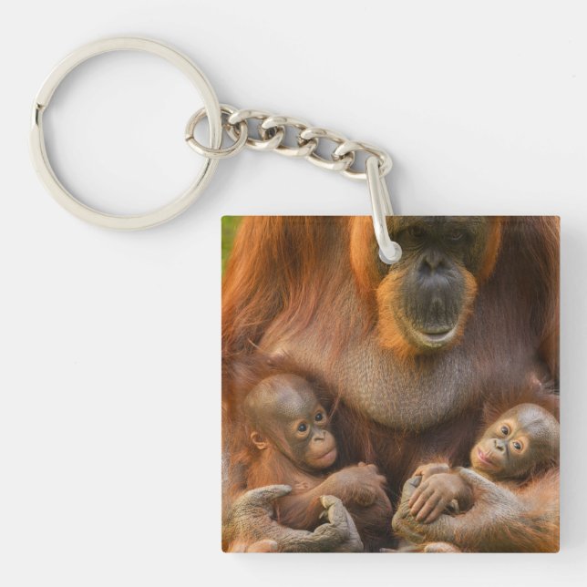 Llavero Madre de Orangutan sosteniendo dos bebés (Frente)