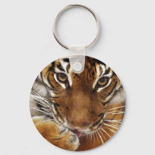 Llavero malayo del tigre #1
