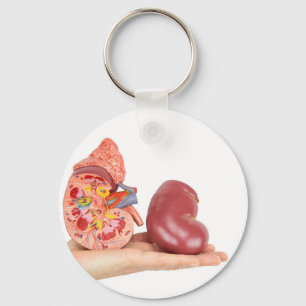 Llavero Mano plana que muestra el riñón humano modelo