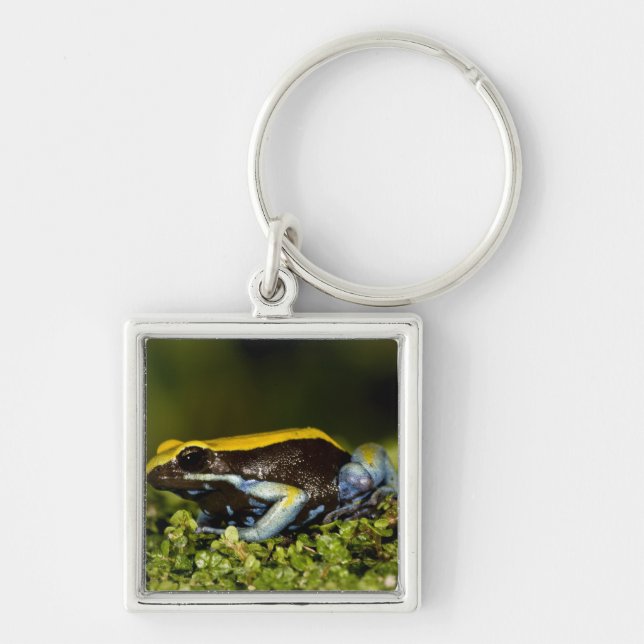 Llavero Mantella de oreja negra, Mantella expectata, (Frente)