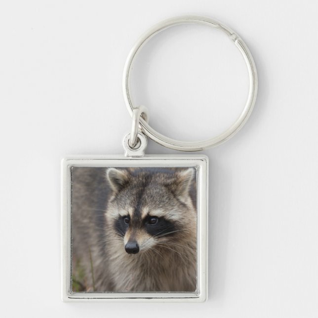 Llavero Mapache, Procyon lotor, Florida (Frente)
