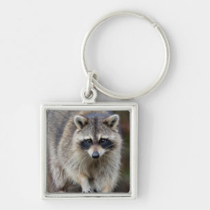 Llavero Mapache, Procyon lotor, Florida, EE. UU. 2
