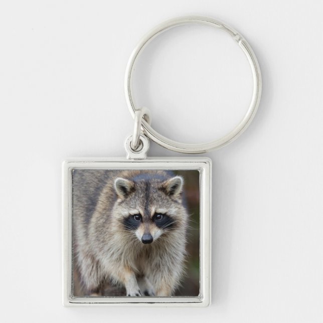 Llavero Mapache, Procyon lotor, Florida, EE. UU. 2 (Frente)