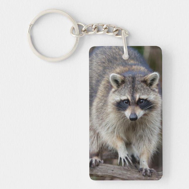 Llavero Mapache, Procyon lotor, Florida, EE. UU. 2 (Frente)