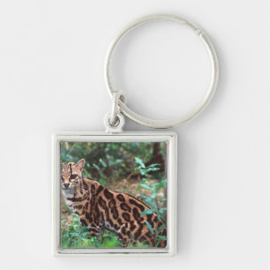 Llavero Margay, Leopardus wiedi, Nativo de México hasta