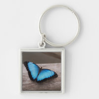Mariposa azul de Morpho