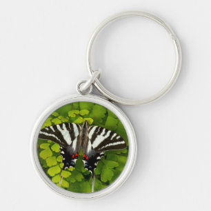 Llavero Mariposa cola de golondrina americana