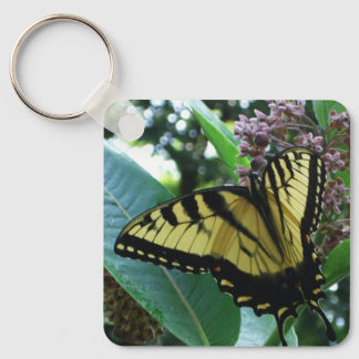 Llavero Mariposa de cola torta I en Milkweed en Shenandoah