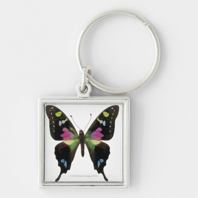 Llavero Mariposa de Graphium (Frente)