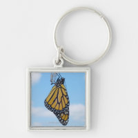 Mariposa de monarca, con la crisálida