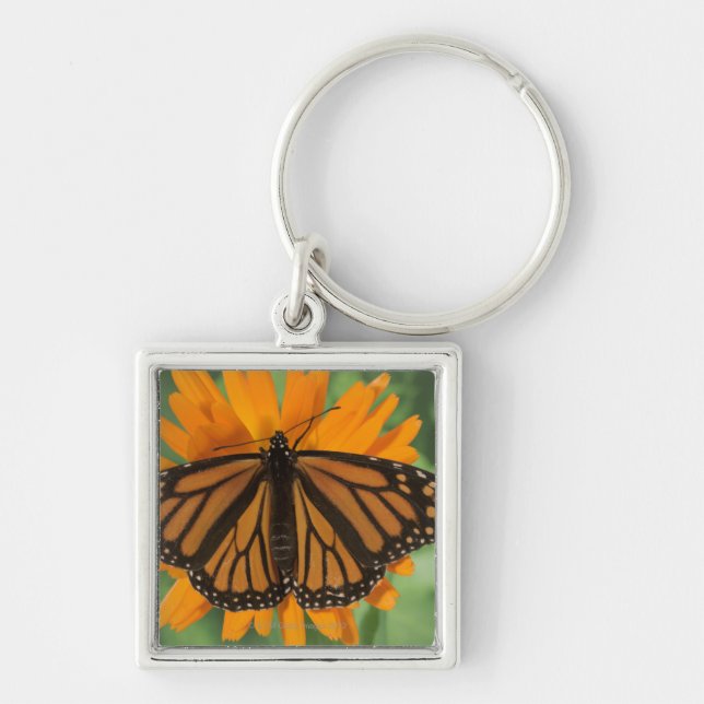 Llavero Mariposa de monarca (plexippus del Danaus) en el (Frente)