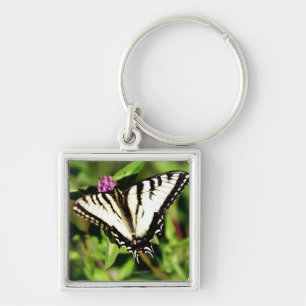 Llavero Mariposa de Swallowtail del tigre. Papilio glacus.