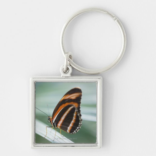 Llavero Mariposa larga del ala de la cebra (Frente)