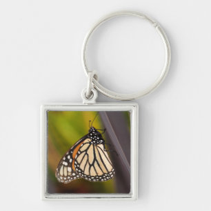 Llavero Mariposa monarca en Agave
