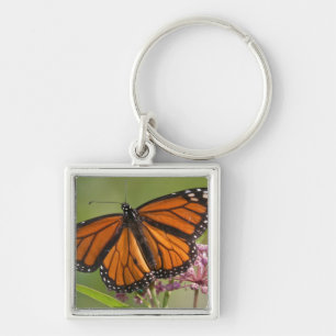 Llavero Mariposa Monarca macho en Algodoncillo de Pantano