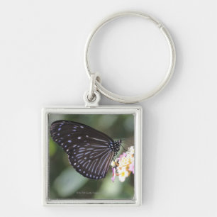 Llavero Mariposa negra y azul en la flor