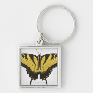 Llavero Mariposa occidental de Swallowtail del tigre