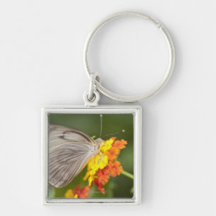 Llavero Mariposa simple en las flores amarillas y rojas