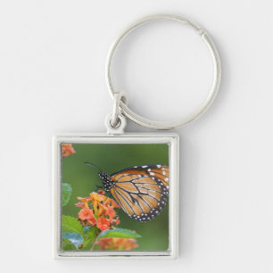 Llavero Mariposa soldado (Danaus eresimus) alimentándose
