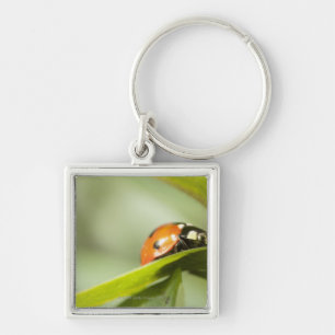 Llavero Mariquita en la hoja, mariquita en la hoja