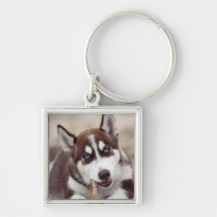 Llavero Mariquita Husky siberiana en la playa