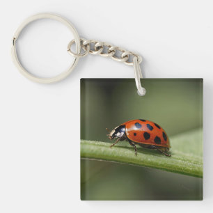 Llavero Mariquita Insecto