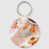 Marisco, Discomedusae de Ernst Haeckel