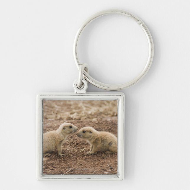 Llavero Marmota atada negro de Prarie (Frente)
